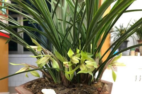  『植物』兰花根系和开花的关系，磷酸二氢钾会使兰花中毒是怎么回事？