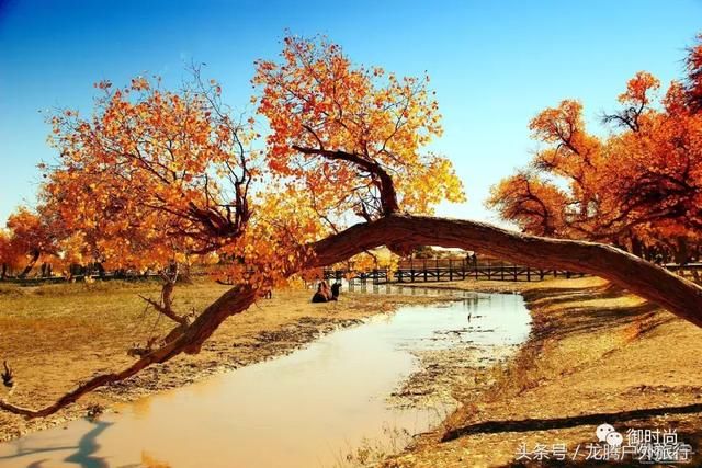 有一种美叫做额济纳的秋，有种等待叫做三千年的胡杨林