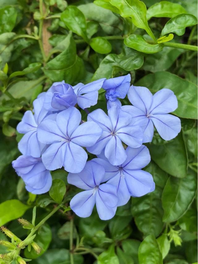  【到了夏天】8种爆盆花，越晒越热开花越多，懒人也能养爆盆