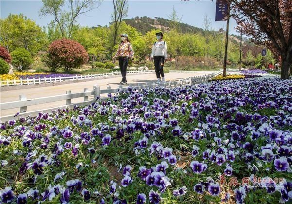  『枯桃花艺生态园』缤纷花海免费游！第三届青岛花卉博览会开幕