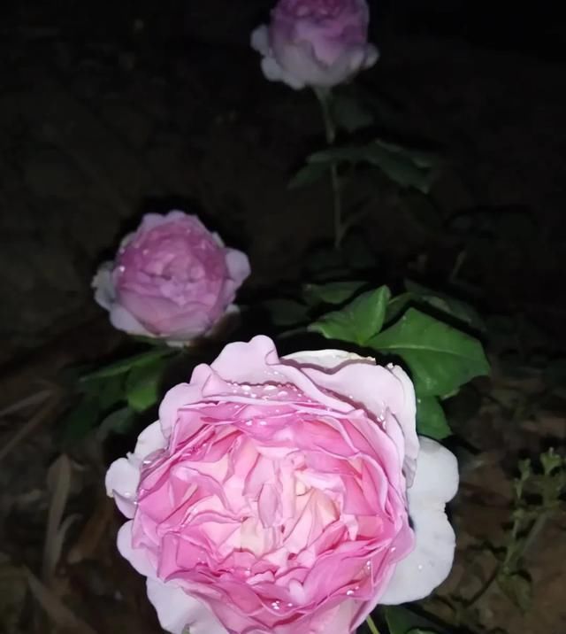 『丰花性好』狼家自育的表现到底如何,戳进来看看花友们的大实话
