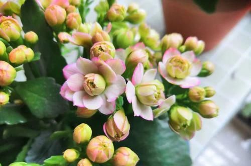  #图片作者#长寿开花不过瘾，学会1招，花苞多的能盖叶！