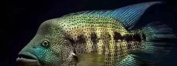  #水族市场上#美洲慈鲷之美，您细品