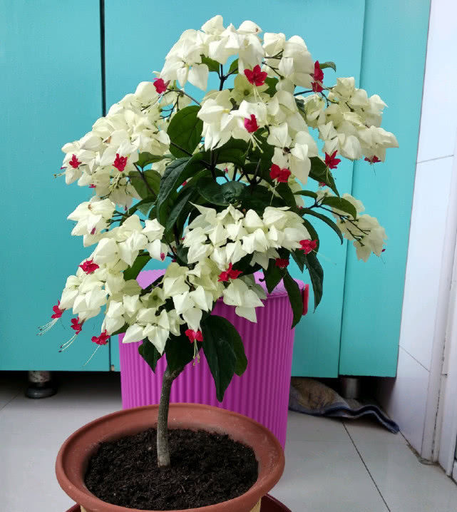  观赏价值：最好养的木本植物，扦插就能活，多季开花不说观赏价值还很高
