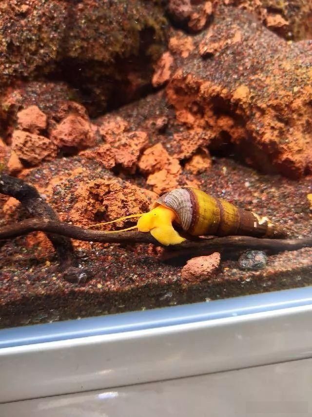 「养草」从养鱼到养草，从雨林缸到水陆缸 | 10年水族之路