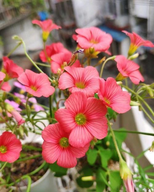  【春天】阳台种盆酢浆草，来年春天开爆盆，简单3步，教你学会上盆种植