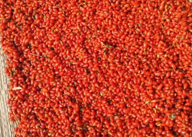  「免疫力」遇到这种野味我从不放过，常吃能提高免疫力，现在正