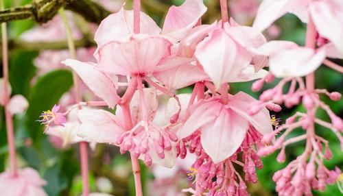 『倒立』四种花会“倒立”,颜色多变很漂亮,养上一盆香飘满堂,美丽极了