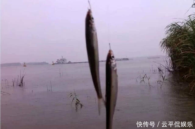  不折不扣：垂钓长江边，不折不扣的当了回“白条杀手”