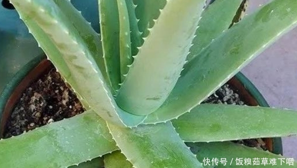  『叶黄』盆栽芦荟要注意这4点，尤其是第三点，否则容易叶黄烂根枯萎！