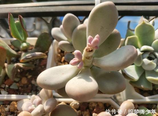 「桃美」桃美人不爆侧芽,砍头时多做一步,一个月侧芽不断冒出