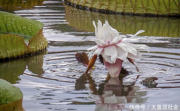 女孩公园游玩，发现水里荷花不对劲，拍照放大后，顿时大开眼界