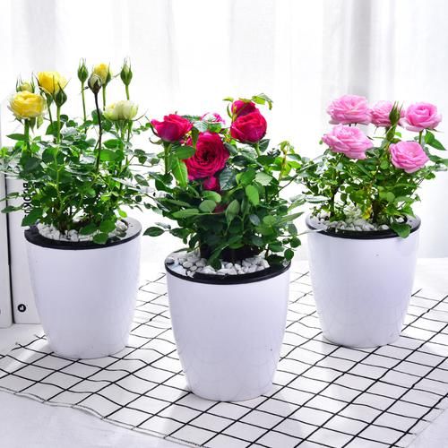  #海棠花#江苏发现一户人家庭院，真叫一个妙！瞧这配置，舒适雅致又宜人