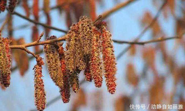 【竟然】杨柳科“美丽烦恼”的原形,竟然是它
