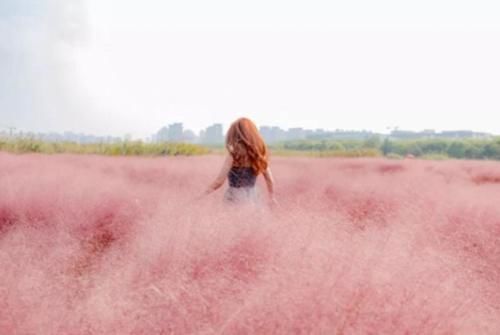 2019年最受欢迎的外来网红植物：各植物园疯狂引进，受众游客追捧