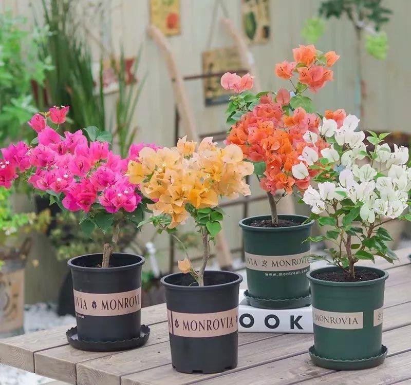 「喜欢疏松肥沃」十种公认的“开花机器”,花美色艳,你家养过几种呢