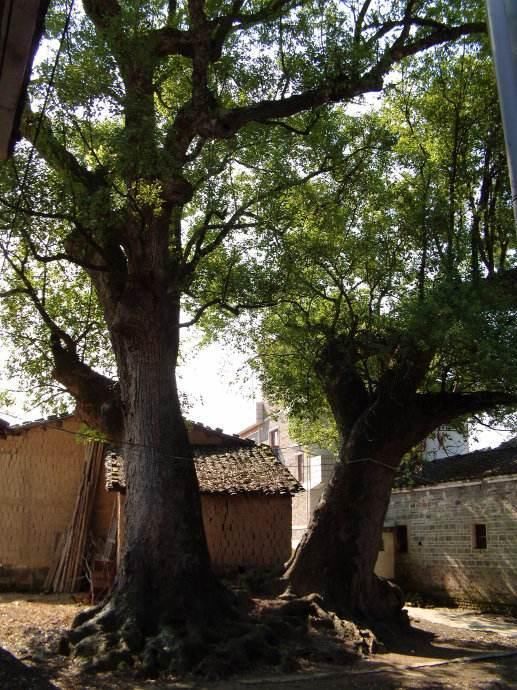 门前“乱种树”，老一辈人可不依，要种就种这“4种树”，可旺运