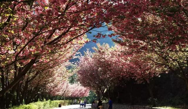 春季花开哪家强？云南16州市最美赏花点看过来！