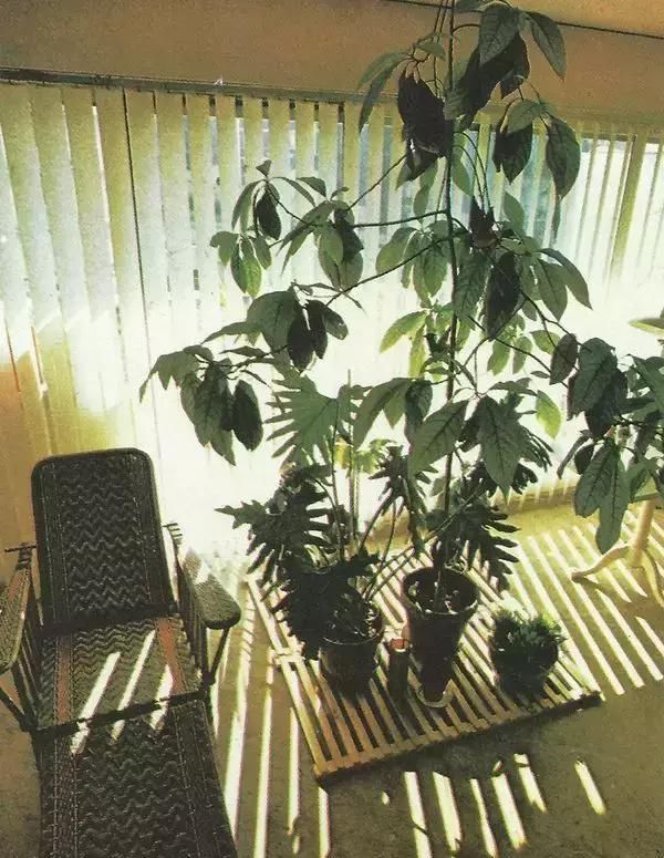  【自带】自带镇宅安家的30种大植物，满满都是安全感