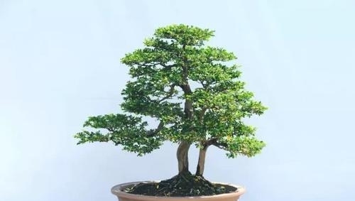 从林式盆景制作方法