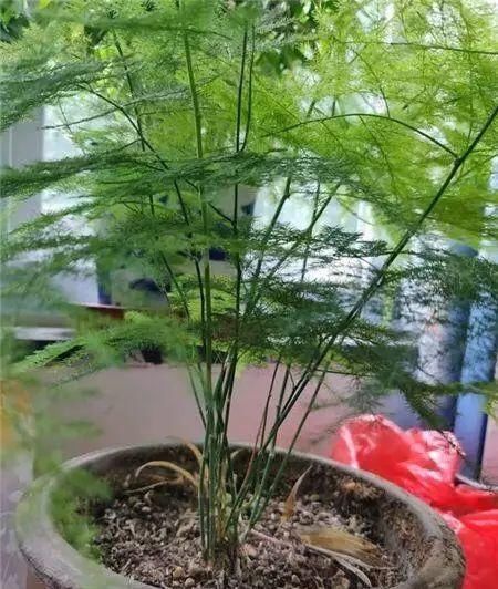  「盆土」文竹掉叶黄叶，这样一处理，20天冒出嫩叶来，蹭蹭长得枝叶茂盛！