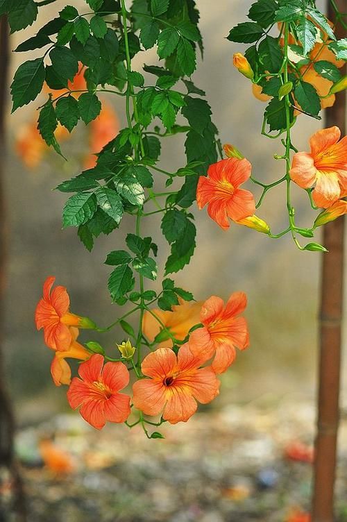  【要养】家里有小院，一定要养的“爬藤花”，开花几百朵，天天赏花海
