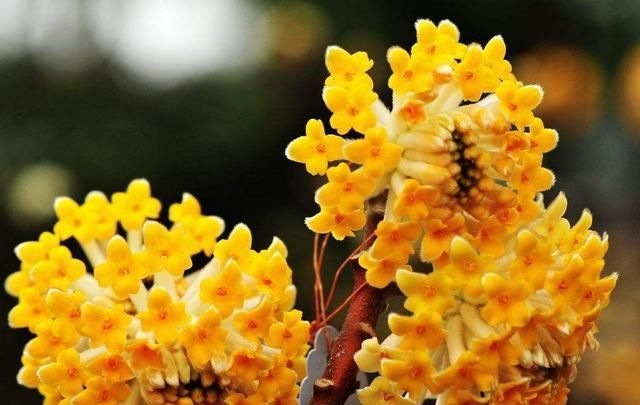 柔毛:结香花,别名梦花树,花多数,黄色,芳香,成顶生头状花序