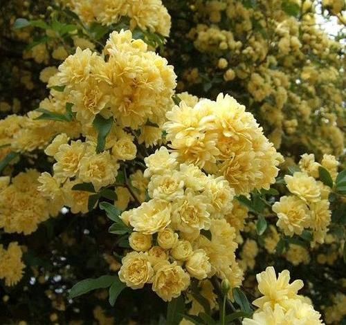  「春天」春天种花，选这2种“爬藤花卉”，能爬7层楼高，开出“大花墙”