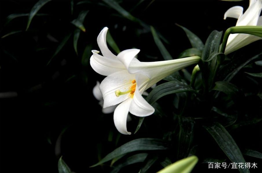  【传统】濒危物种｜百合是我国传统名花，您可见过开瓣豹子花？