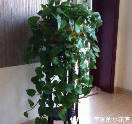 作用|每隔7天涂一点这“汁液”,绿萝、文竹、吊兰叶片油绿,窜不停