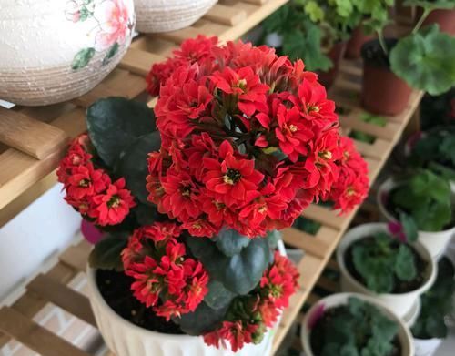  「寿花枝条」为什么新手喜欢把长寿花养成老桩，大神喜欢年年扦插长寿花新苗？