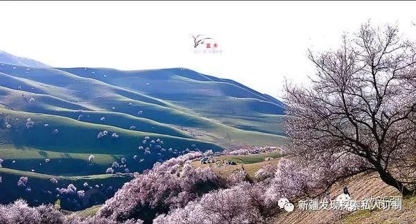 去了北疆才知道，中国有多大；去了南疆才知道，中国有多美