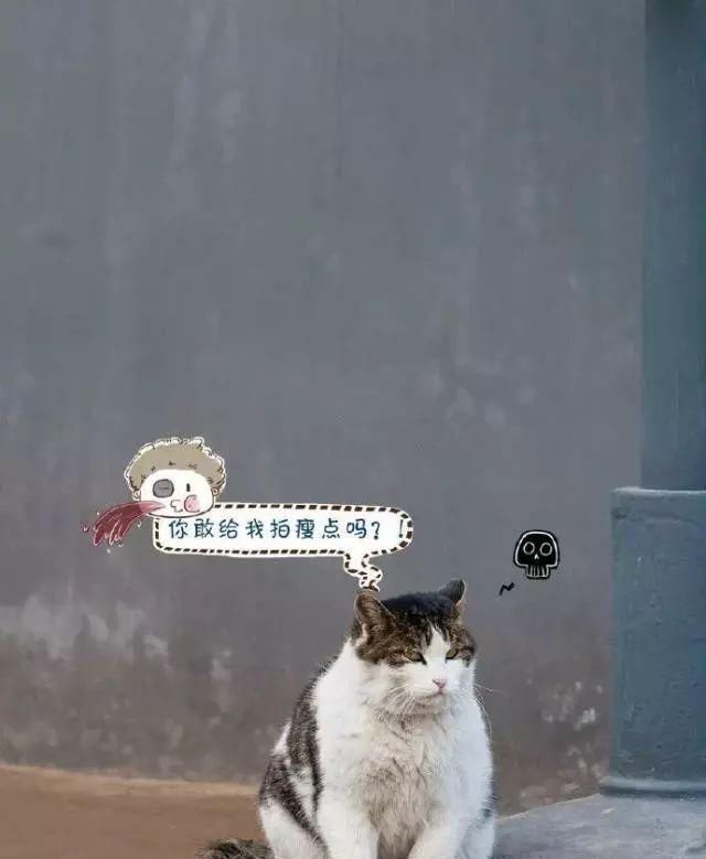 走！去故宫吸猫，181只皇家猫全都撸一遍