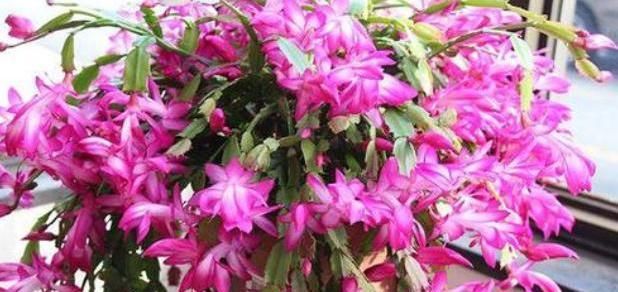  【养成】蟹爪兰开成2米花树,太阳花养成老桩,1招就搞定!