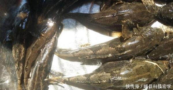  [四不像]农村这种食肉鱼，俗称四不像，刺少肉多，现价格可达上