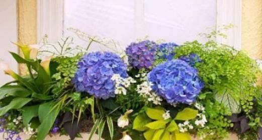 夏季@夏季太阳“毒”？种植这2种植物，高温不用“避暑”，耐高温又喜阴