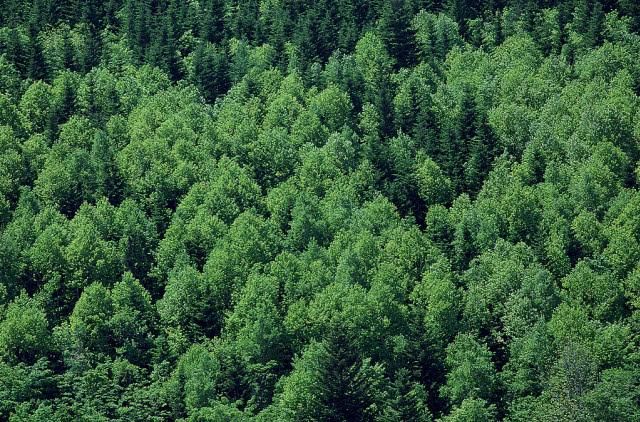  自然保护区■中国森林覆盖率最高的五个省份，均超60％，全在长