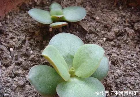 家里@6种招财旺运好扦插的花,1年繁殖50盆,家里多得装不下