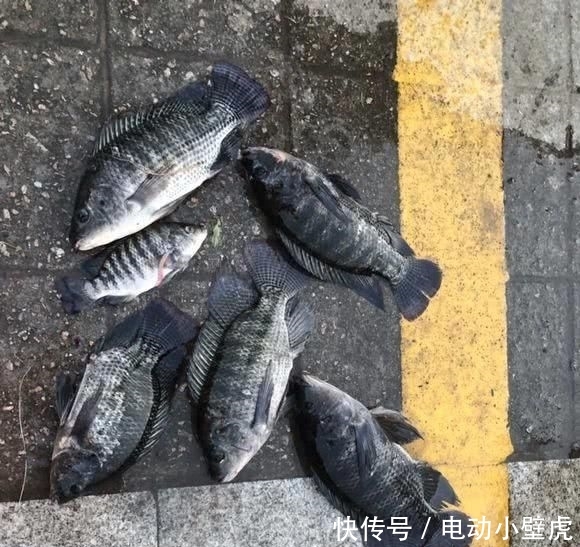  #非洲#河里的“非洲鲫鱼”成灾，一两斤一条，却黑得吓人，能吃吗？