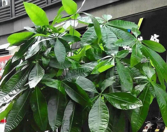  「开花结果」你见过“发财树”开花结果吗？想要开花结果，掌握这两点就够了！