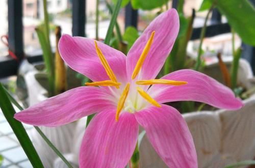 『花朵非常』3种花便宜又好养,沾土就能活,开花漂亮花期长,一盆能养一辈子