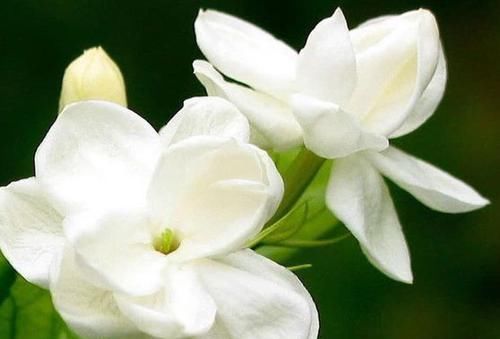  『圣保罗花』喜欢菊花，不妨养“玫瑰珍品”影星，花开幽香四溢，典雅娇贵