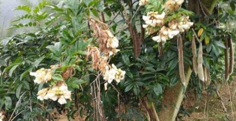 农村这种常见的野草被称为“牛大力” 现在要90元/斤