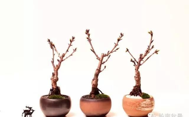 樱花盆景，美到窒息！