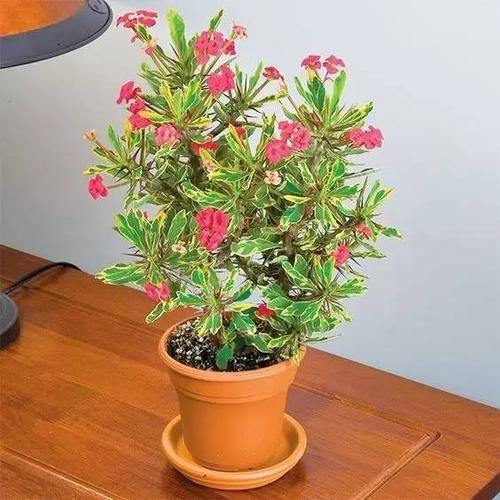  「就要」22种室内极难养死的植物，绿植就要选这些