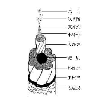  毛小皮细胞@染发的时候，头发发生了什么？