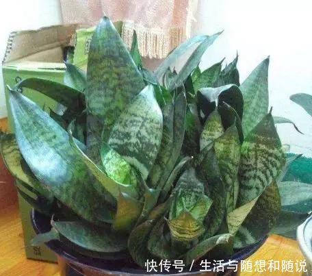 「适合」5种花能在夜间“呼吸”,适合摆在卧室内,可净化废弃,对睡眠好