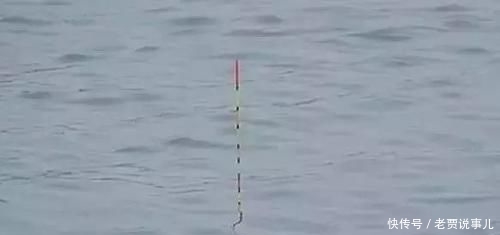  「野外水域」为何野钓没大鱼，不是大鱼没进窝，是开始调漂就出了问题