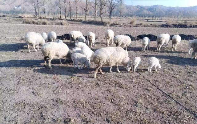  【不想】不知道回乡干什么好，真的不想打工，有什么建议吗？