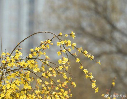  二环@北京二环，惊艳“迎春”